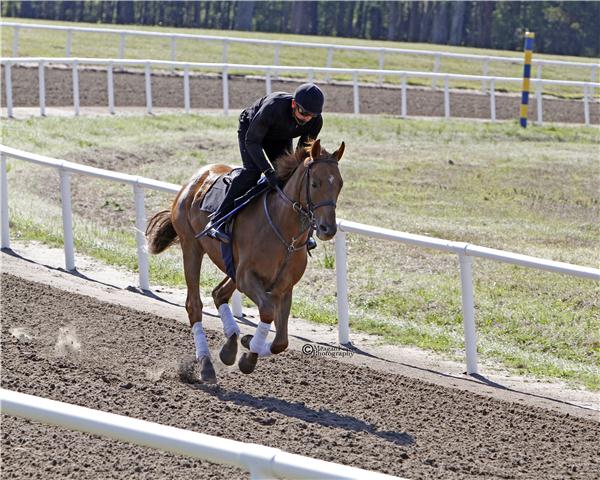 BRUNILDA(ARG)11Gallopday1