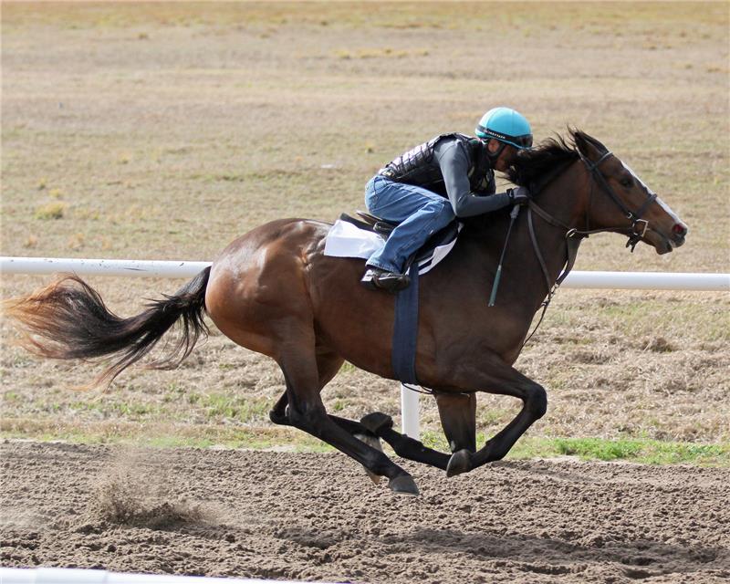 Chantilly Lady 2014 (1)