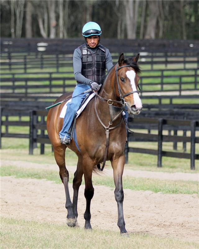 Chantilly Lady 2014 (5)