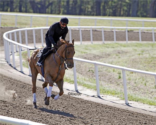 DOMINICA11Gallopday1