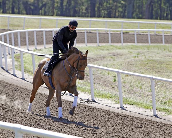 DOMINICA11Gallopday2