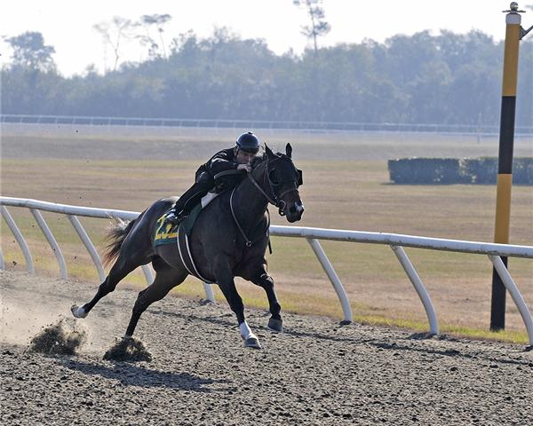 EarlybirdRoad11Breeze2Web