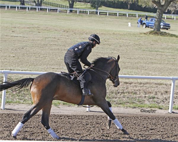 HARTSGAP11Gallopday1