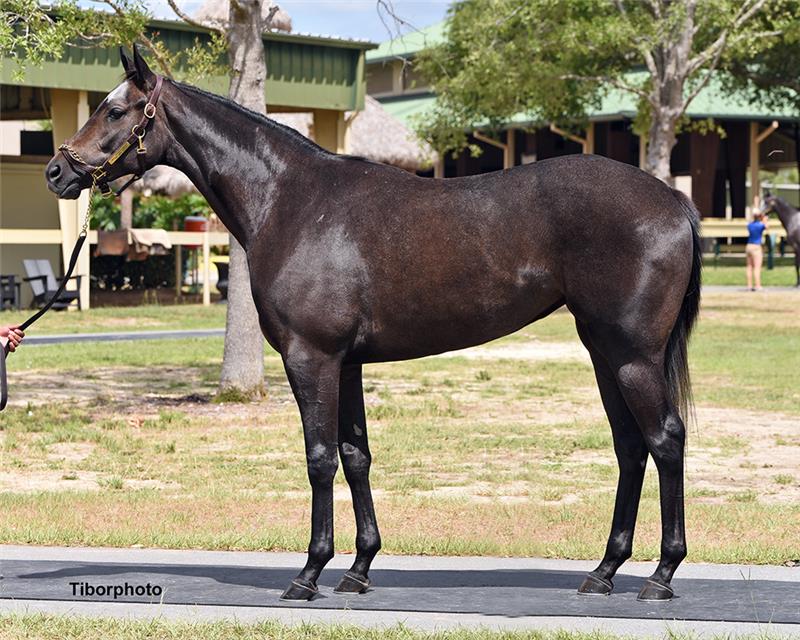 HIP 274 - DREAMING OF LIZ 2019