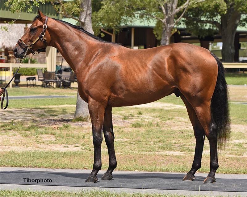 HIP 346 - FULLY EQUIPPED 2019