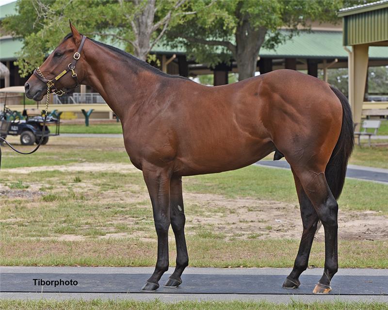 HIP 386 - HAUNTING 2019