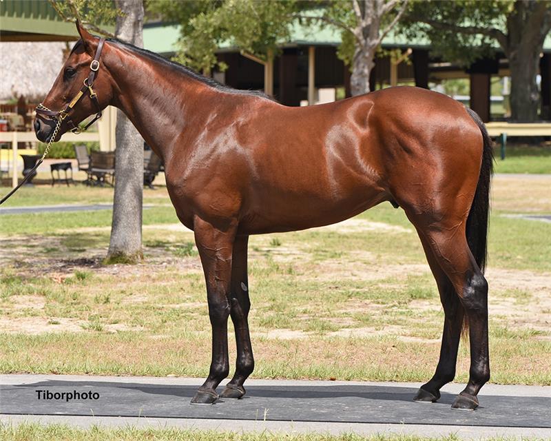 HIP 506 - LOVISA 2019