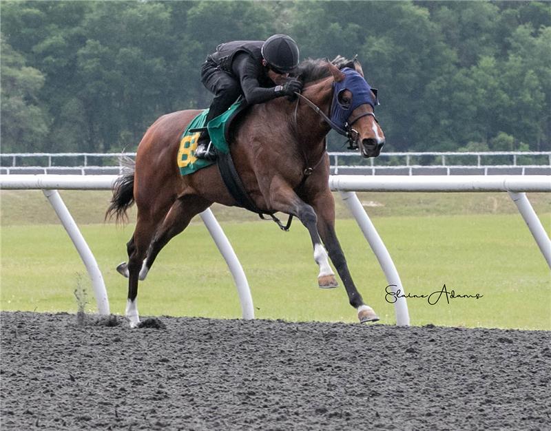 HIp 834 - Gal About Town 2019 (1)