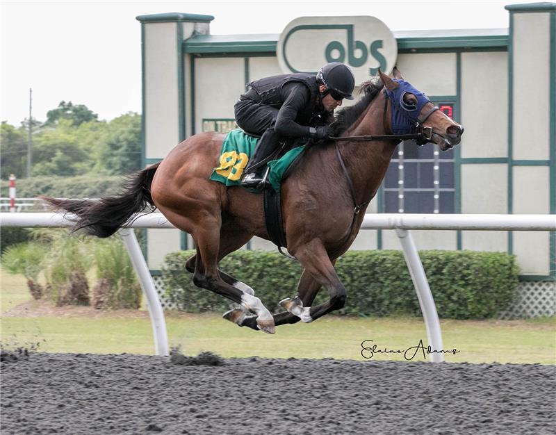 HIp 834 - Gal About Town 2019 (2)