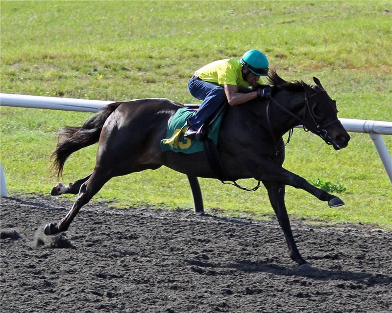 Hip413-SheCat2013 (1)