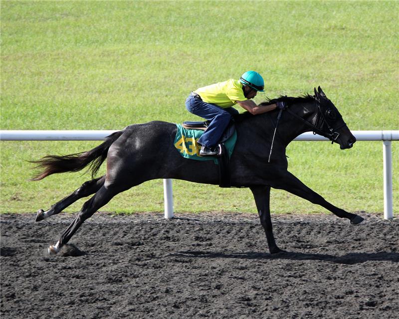 Hip436-SilverRush2013 (1)