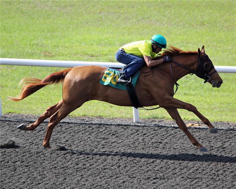 Hip510-StarWisper2013 (1)