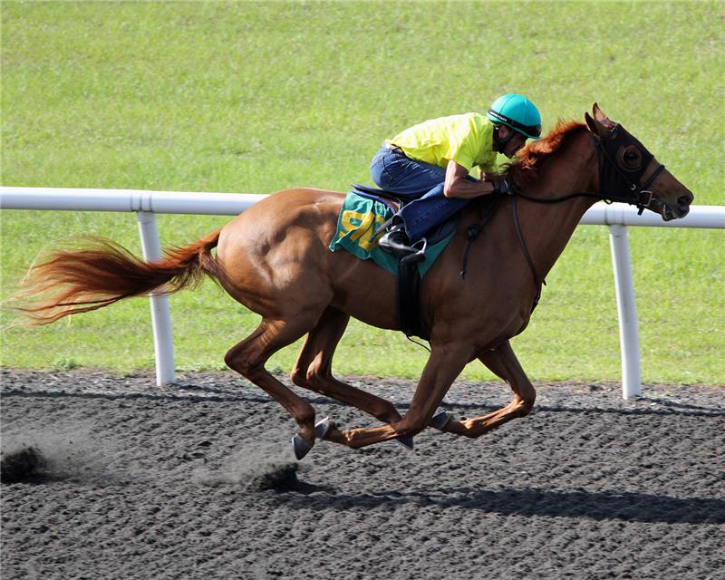 Hip510-StarWisper2013 (2)