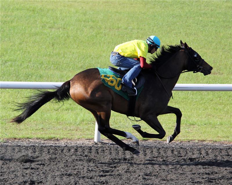 Hip660-WekivaMist2013 (1)