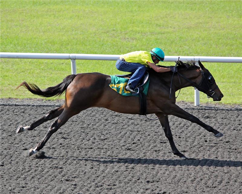 Hip678-WingsOfGold2013 (1)