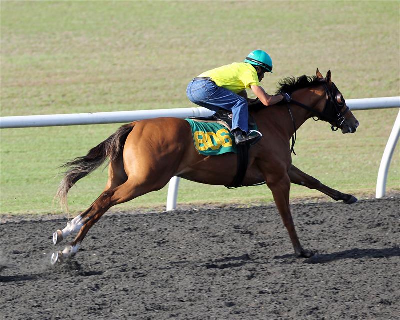 Hip806-Boleyn2013 (1)