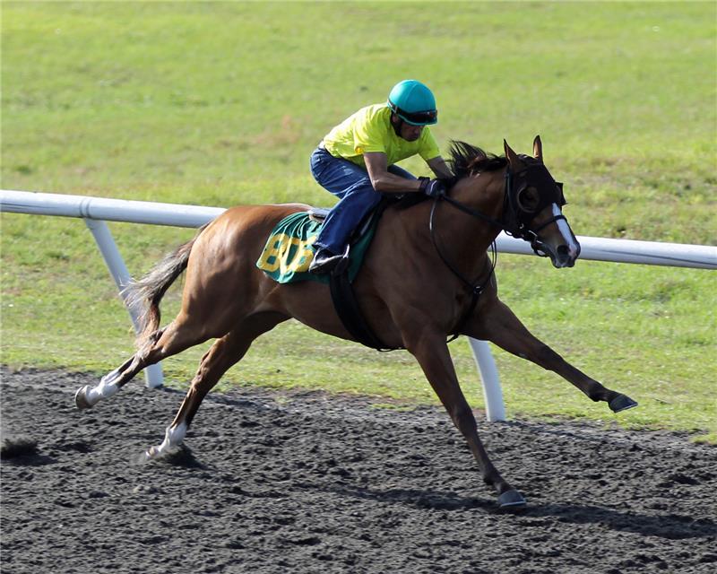 Hip806-Boleyn2013 (2)