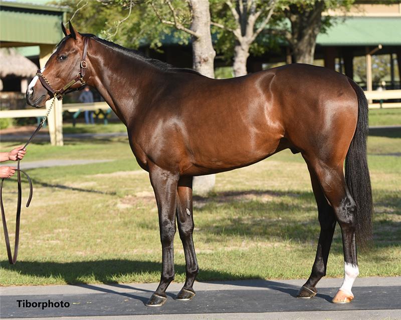 Hip 1059 - Ghostzapper (Majestic River 2019)