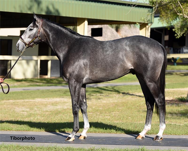 Hip 1097 - Union Rags (Merry Me in Spring 2019)