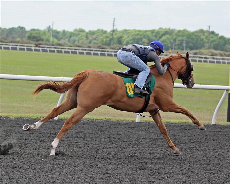 Hip 1115 -prep- Mattie Cakes 2014 (3)