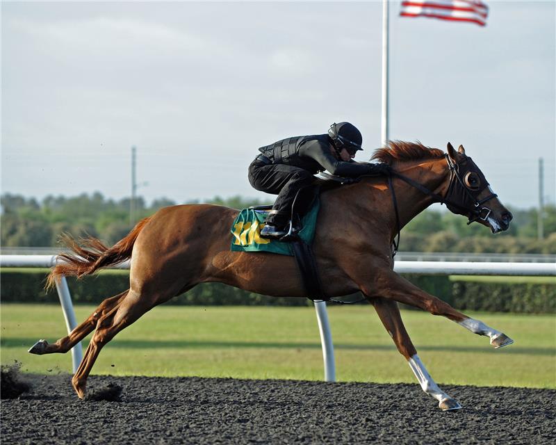 Hip 1116 - May Day Bluff 2014 (2)