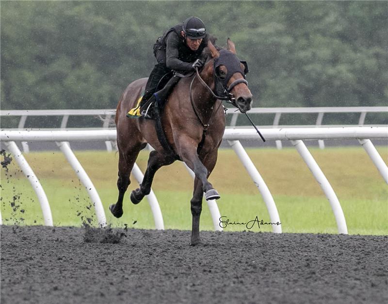 Hip 1125 - Harlee Honey 2018 (1)