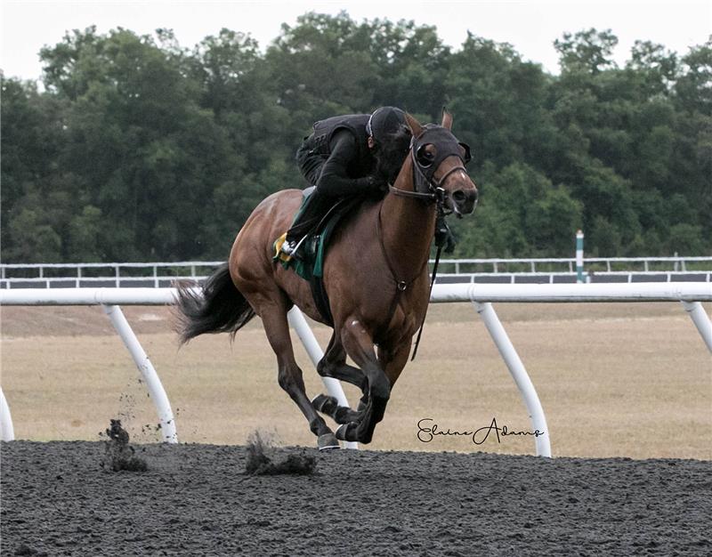 Hip 112 - Back Flip 2019 (1)