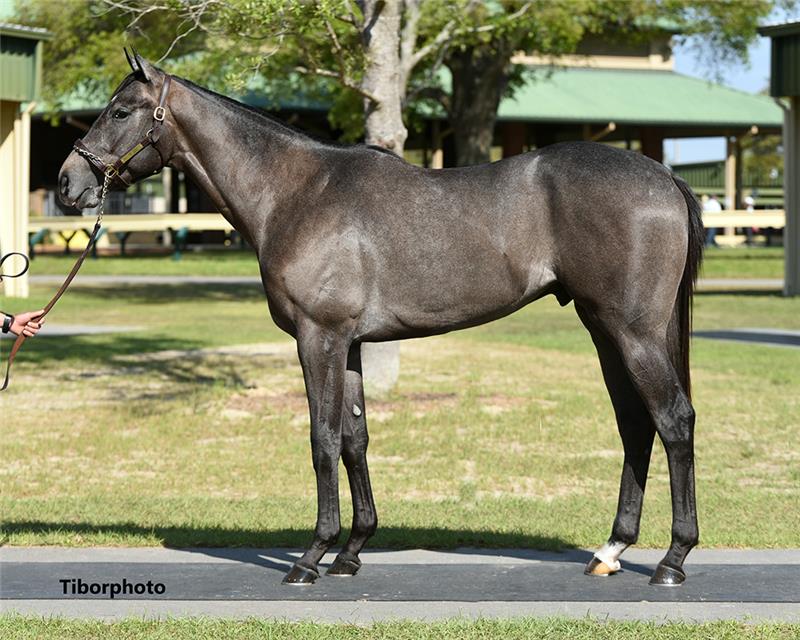 Hip 118 - Gun Runner (Salamera 2019)