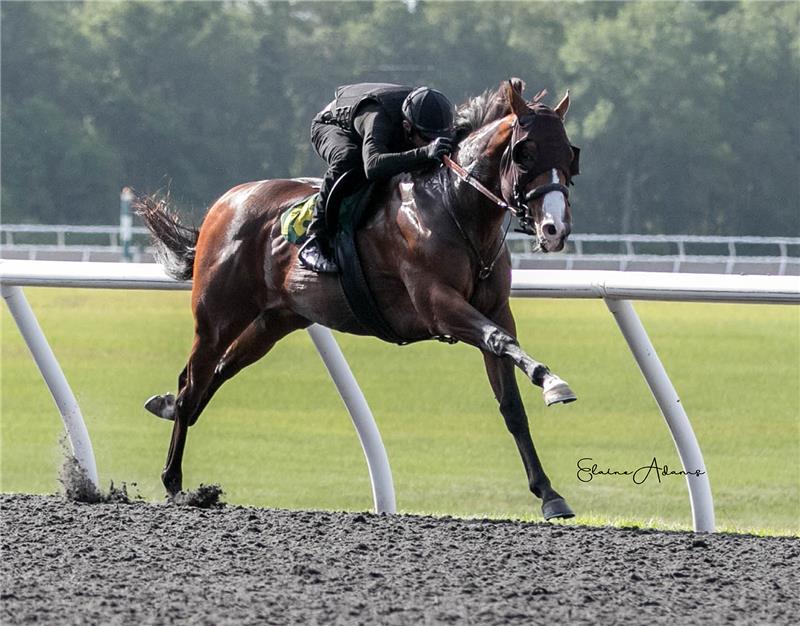 Hip 118 - Meadow Saffron 2018 (4)