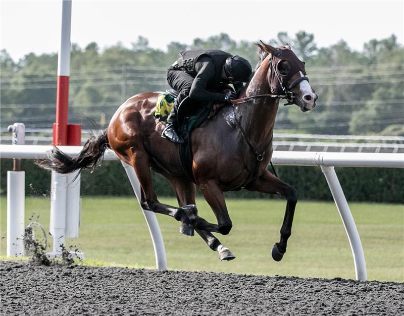 Hip 118 - Meadow Saffron 2018 (5)