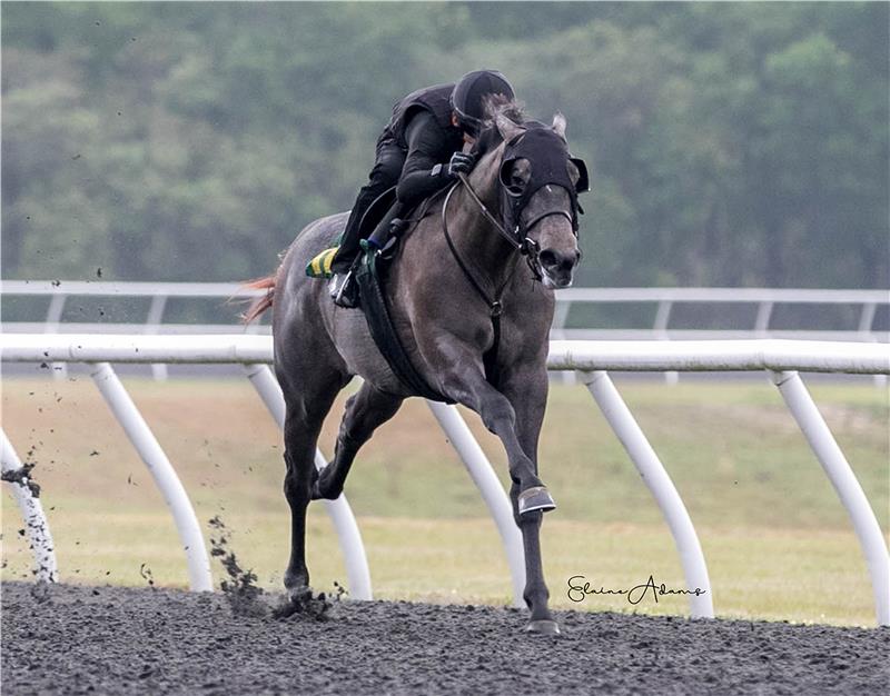 Hip 118 - Salamera 2019 (1)