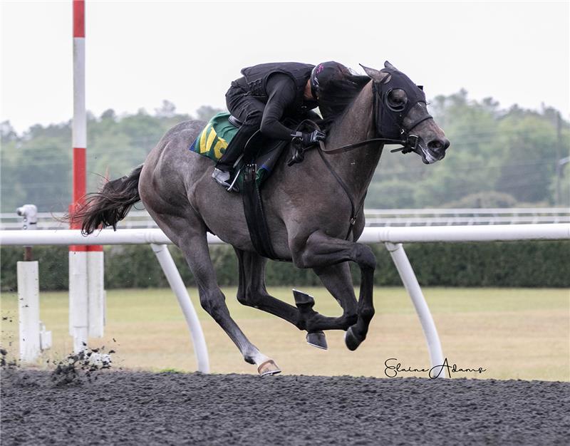 Hip 118 - Salamera 2019 (2)