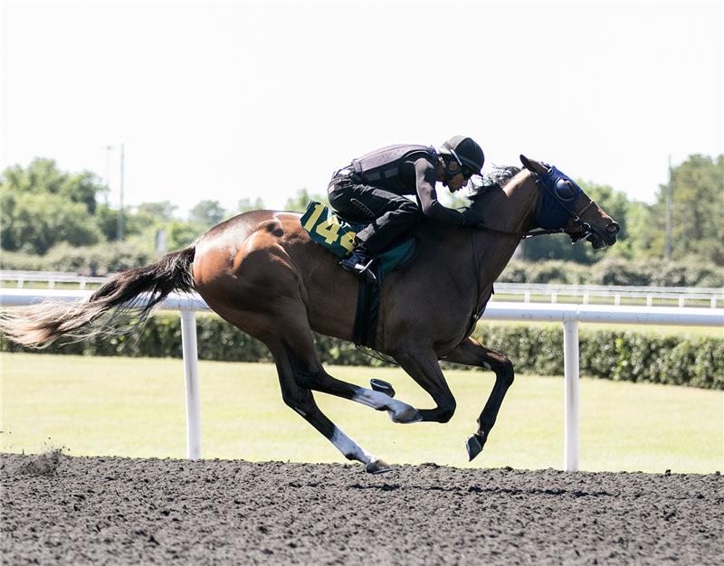 Hip 144 - Hurricane Hannah 2017 (4)