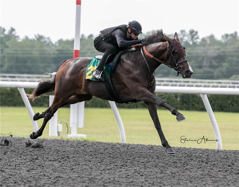 Hip 215 - Oblige 2018 (2)