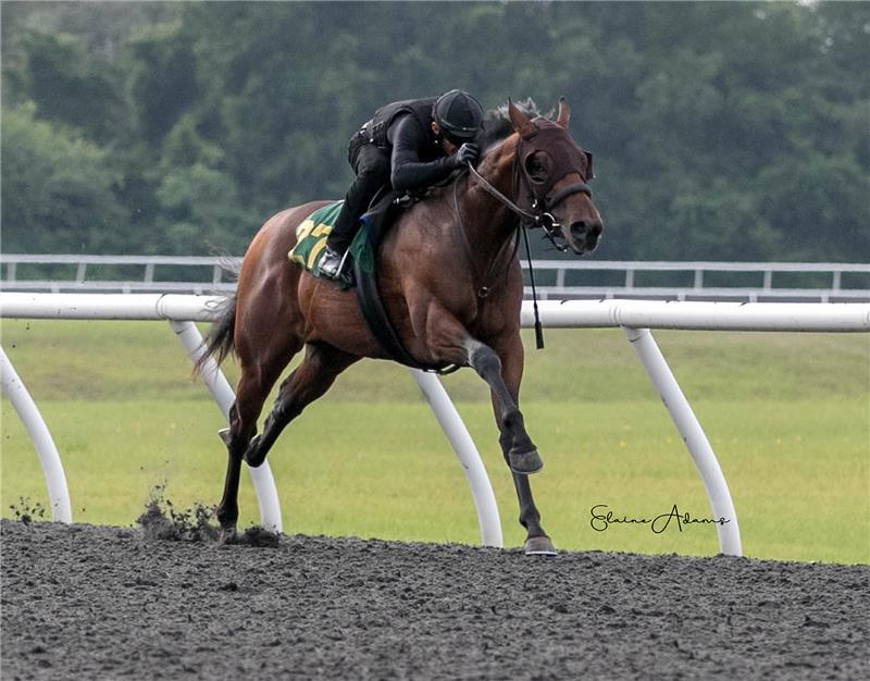 Hip 273 - Pleasant Ring 2018 (2)