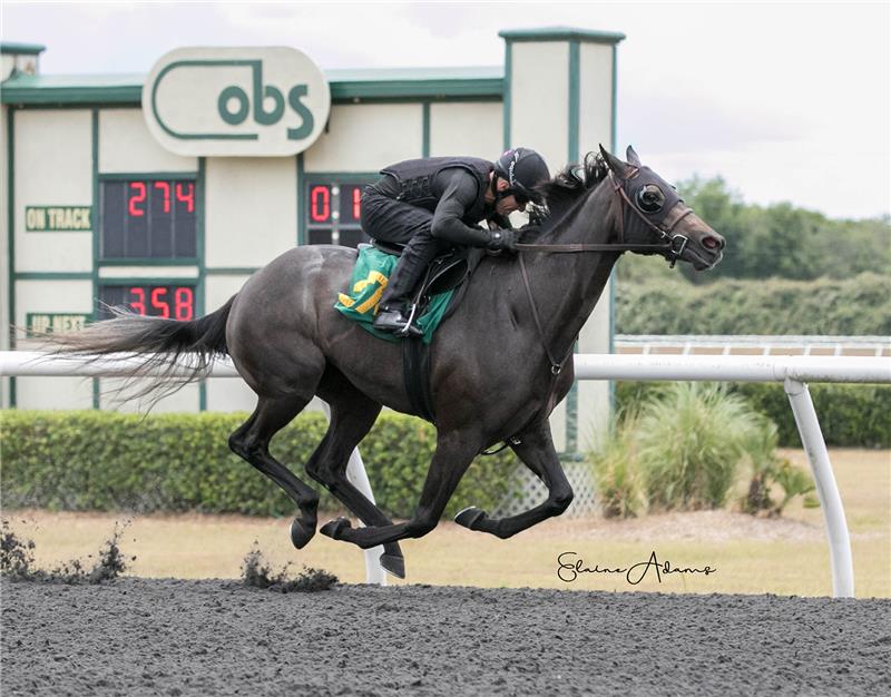 Hip 274 - Dreaming of Liz 2019 (3)