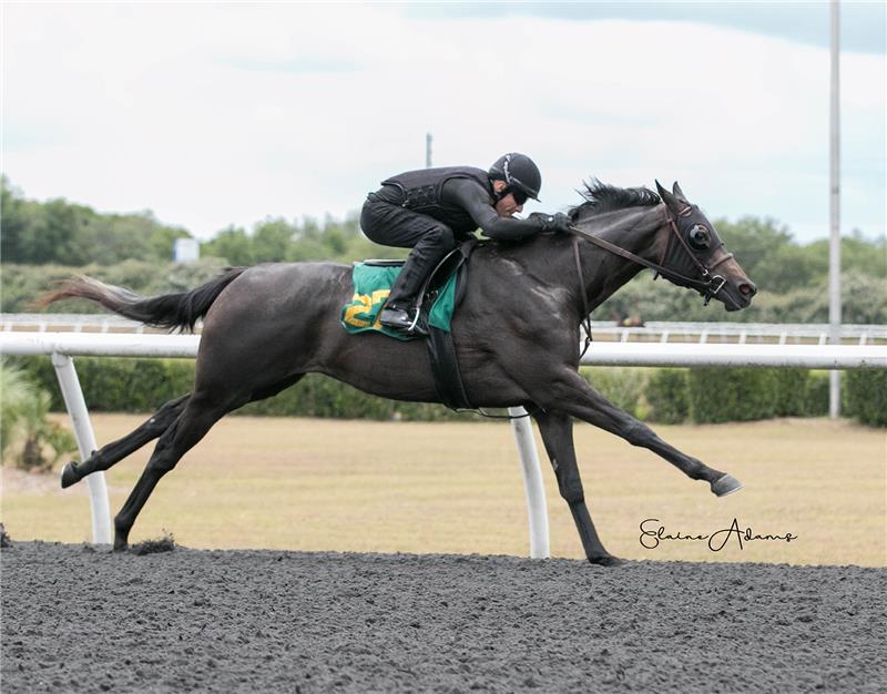 Hip 274 - Dreaming of Liz 2019 (4)