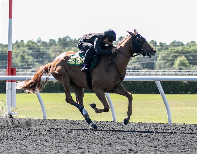 Hip 288 - Lophorina 2017 (2)