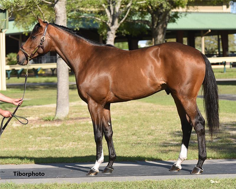 Hip 309 - Frosted (The Dream 2019)