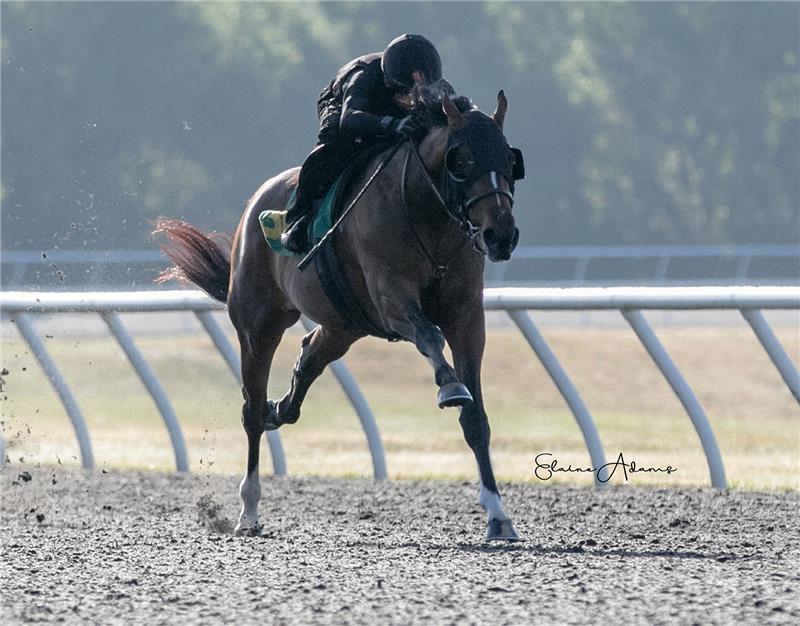 Hip 309 - The Dream 2019 (1)