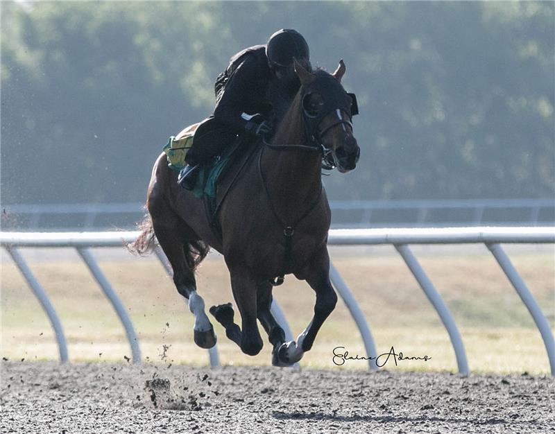 Hip 309 - The Dream 2019 (2)