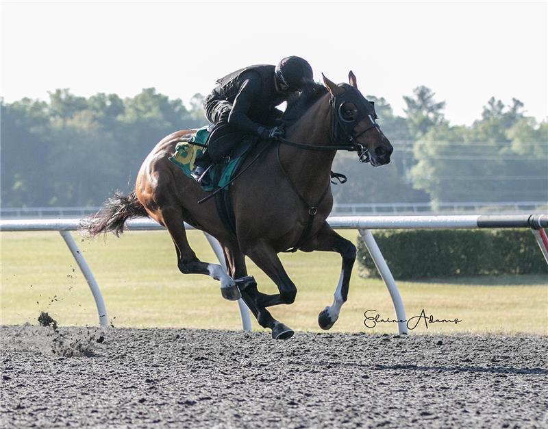 Hip 309 - The Dream 2019 (3)