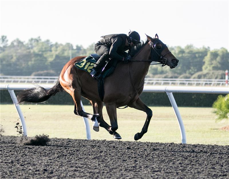 Hip 312 - Mallory Street 2017 (4)