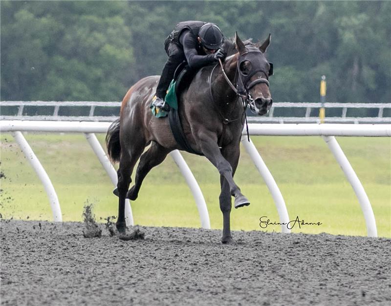 Hip 337 - Ready Recall 2018 (2)