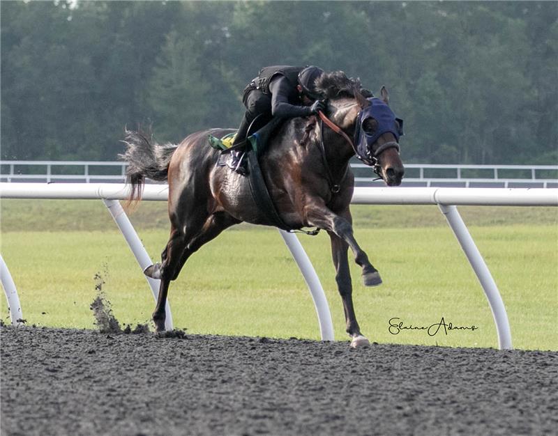 Hip 338 - Real Fancy Runner 2018 (3)