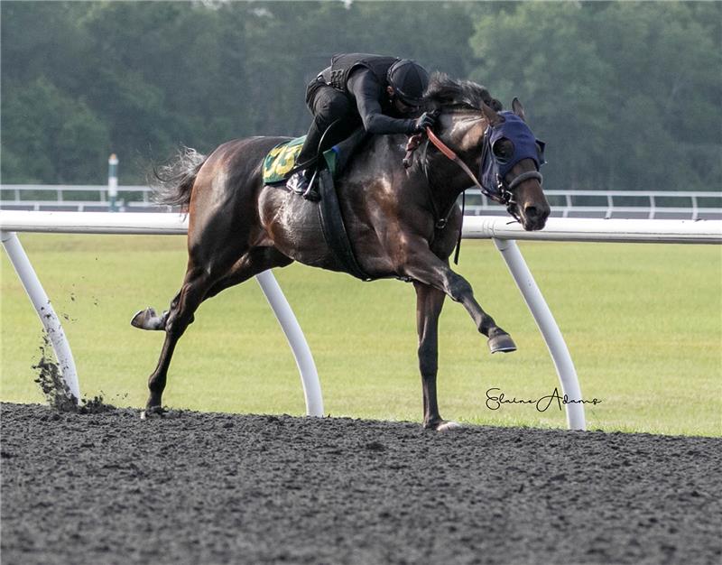 Hip 338 - Real Fancy Runner 2018 (5)