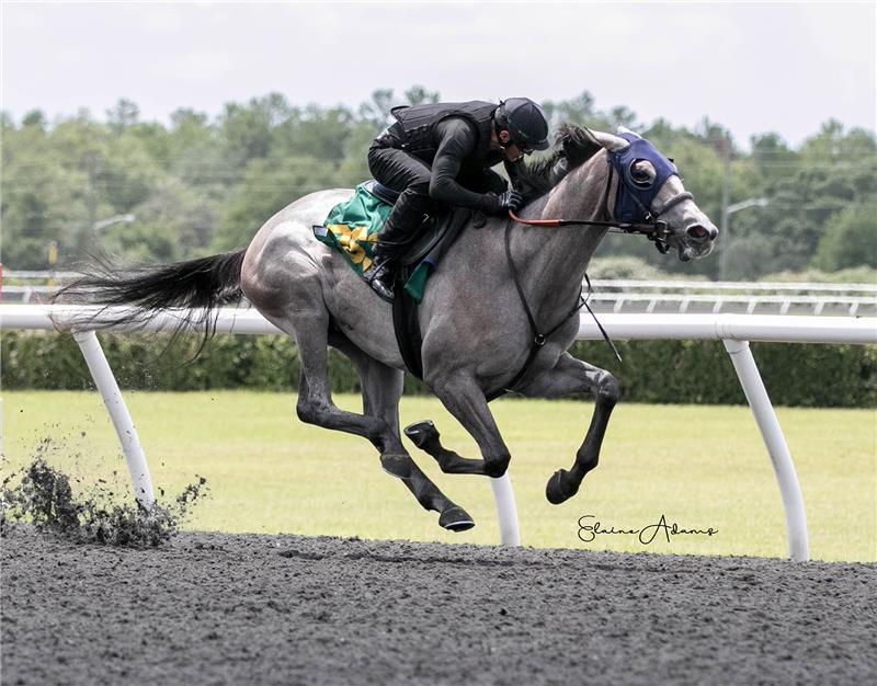 Hip 363 - Rockport Beauty 2018 (3)