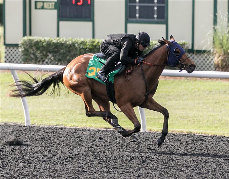 Hip 37 - Frost Bite 2017 (2)