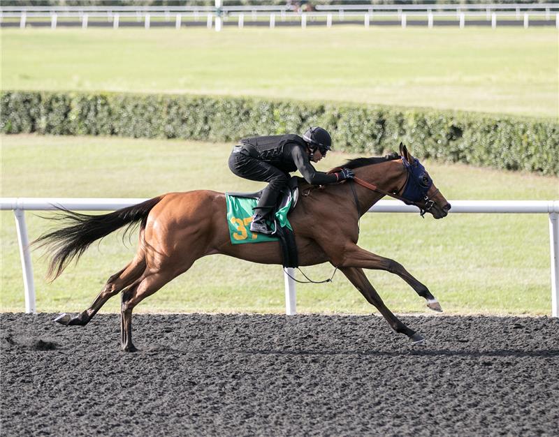 Hip 37 - Frost Bite 2017 (3)