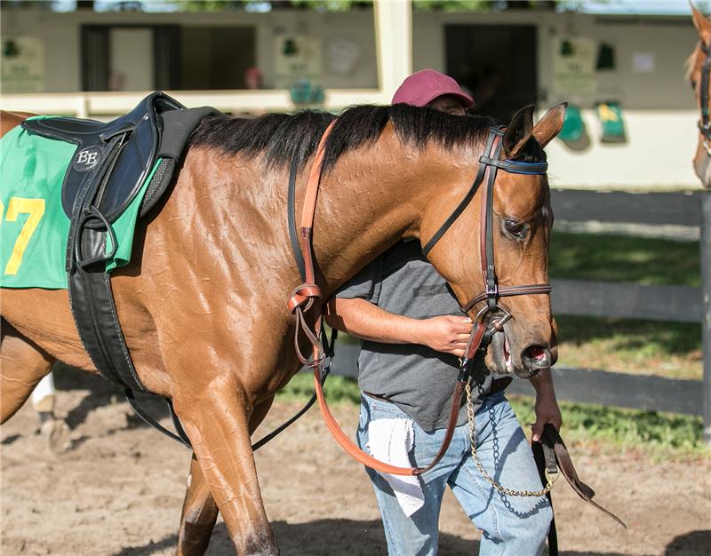 Hip 37 - Frost Bite 2017 (6)